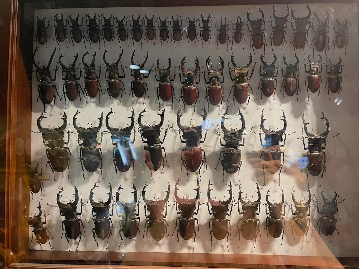 新竹公園：最佳賞櫻秘境及周邊景點介紹