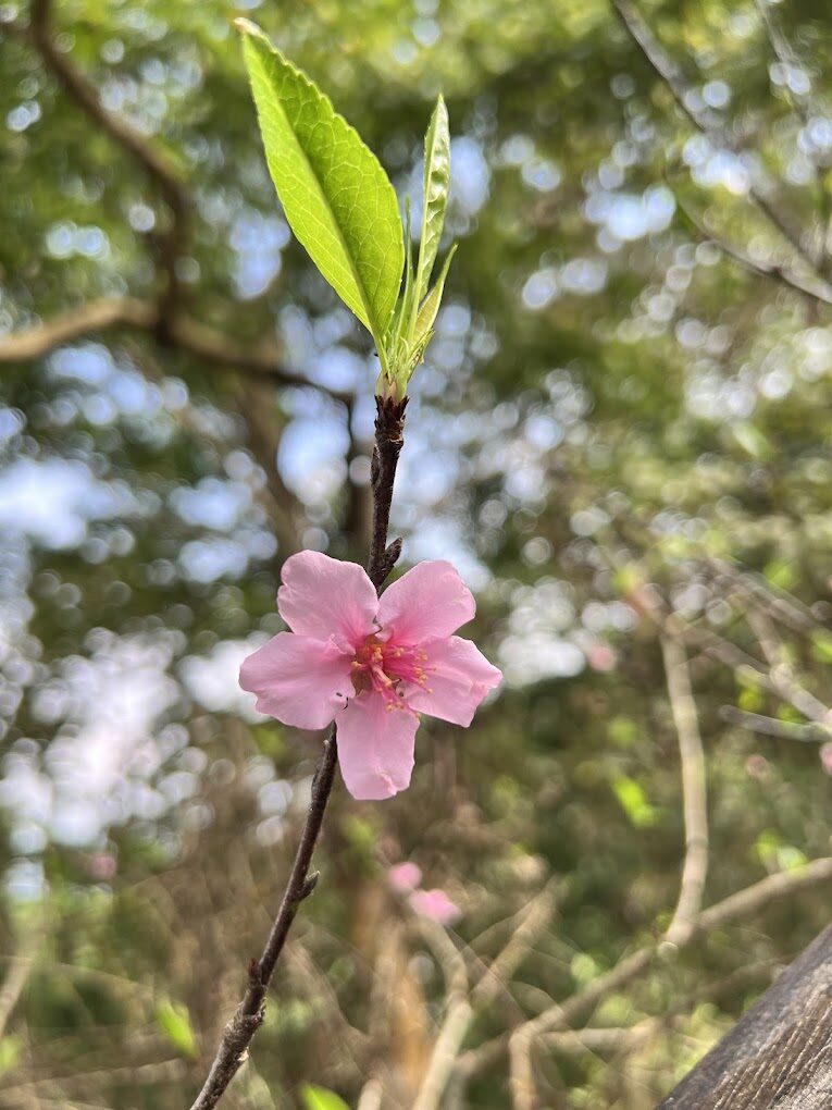 2025 阿里山秘境探險指南｜如何在熱門景點避開人潮，獲得絕佳旅遊體驗？