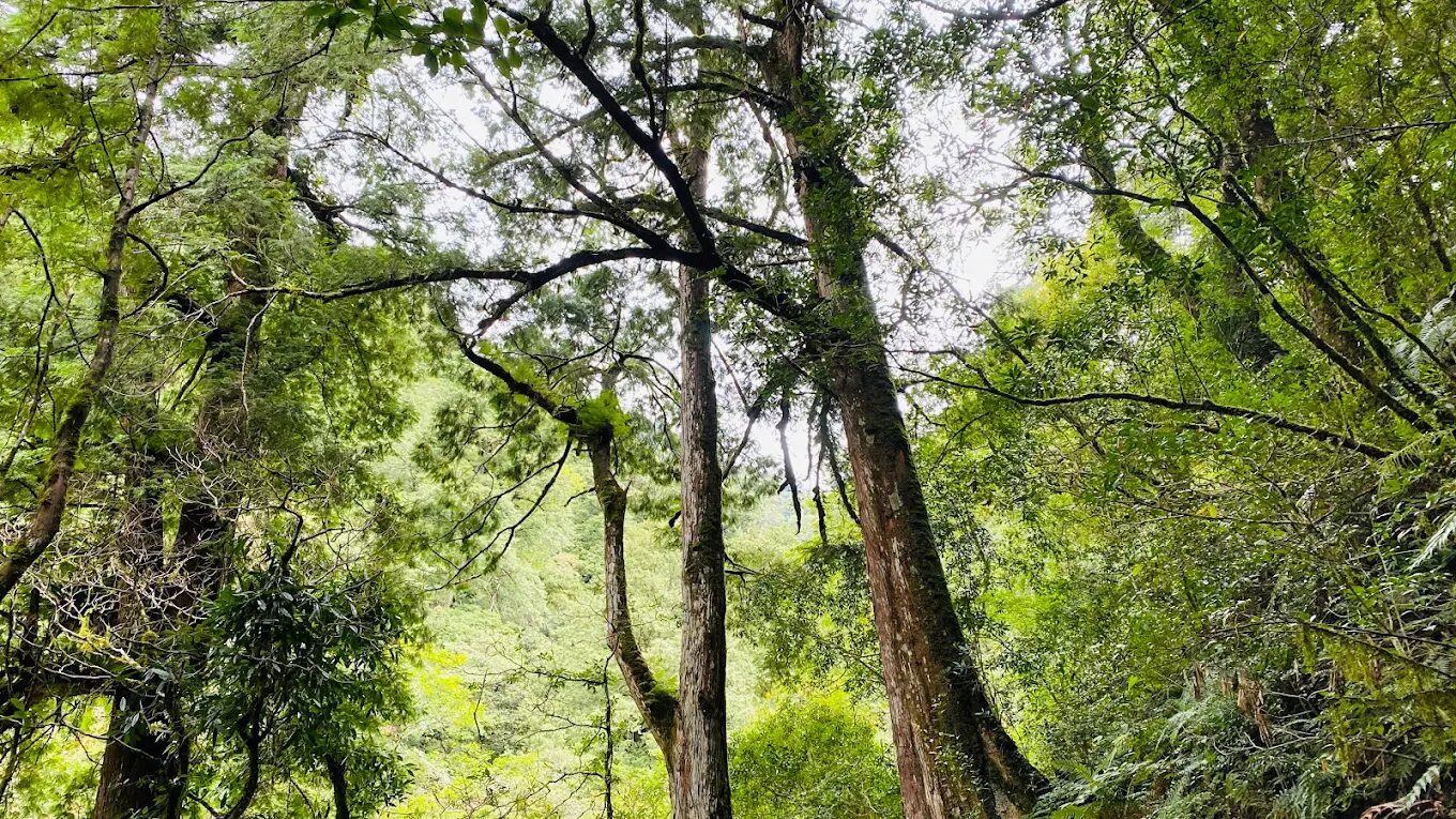 【2025】拉拉山必玩景點推薦｜不容錯過的自然奇觀