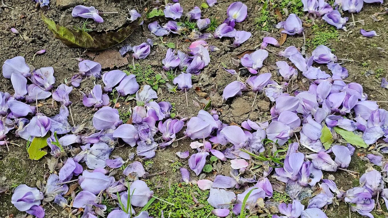 紫藤必訪指南｜不可錯過的紫藤花秘境