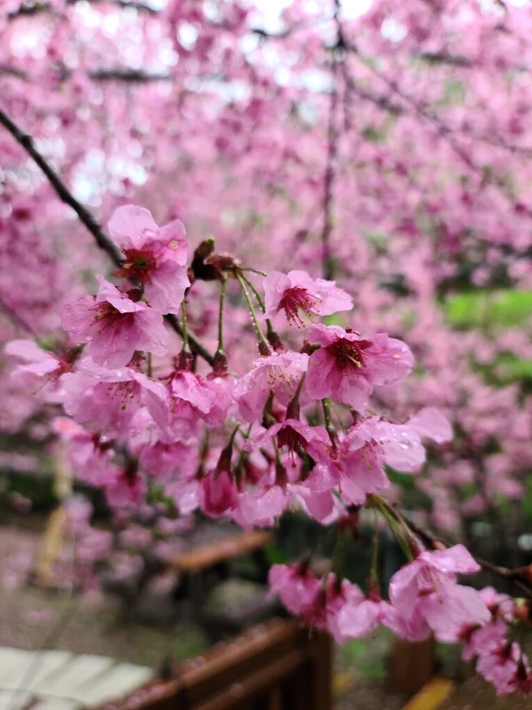 【2025】拉拉山住宿推薦｜避開踩雷的最佳選擇