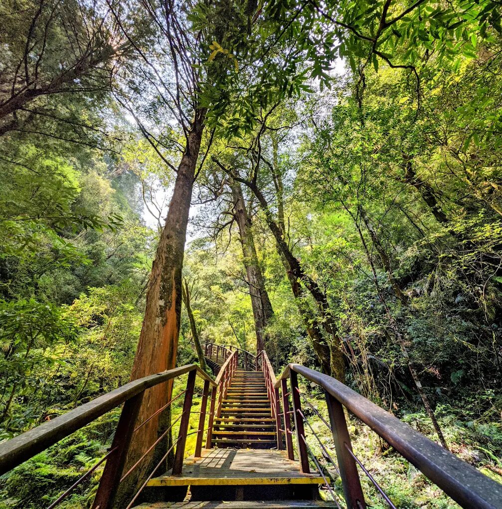 【2025】探索拉拉山森林遊樂區:讓你躍入仙境的必遊景點