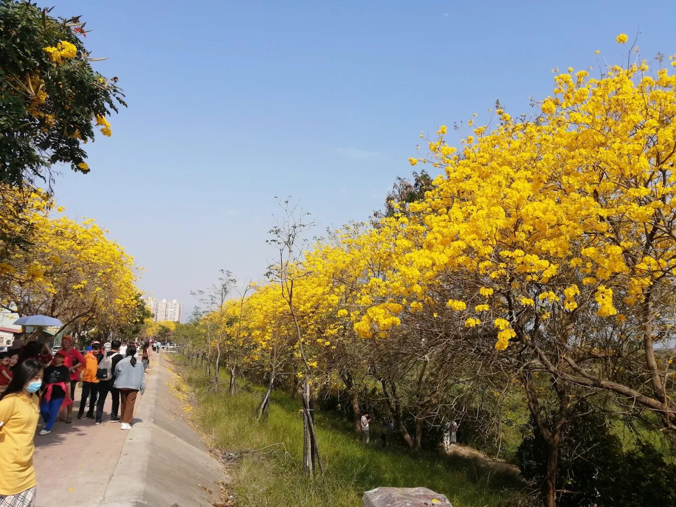 黃金風鈴木賞花攻略｜秋冬旅遊必訪的絕美景點