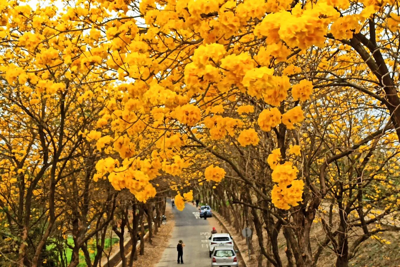 黃金風鈴木賞花攻略｜秋冬旅遊必訪的絕美景點