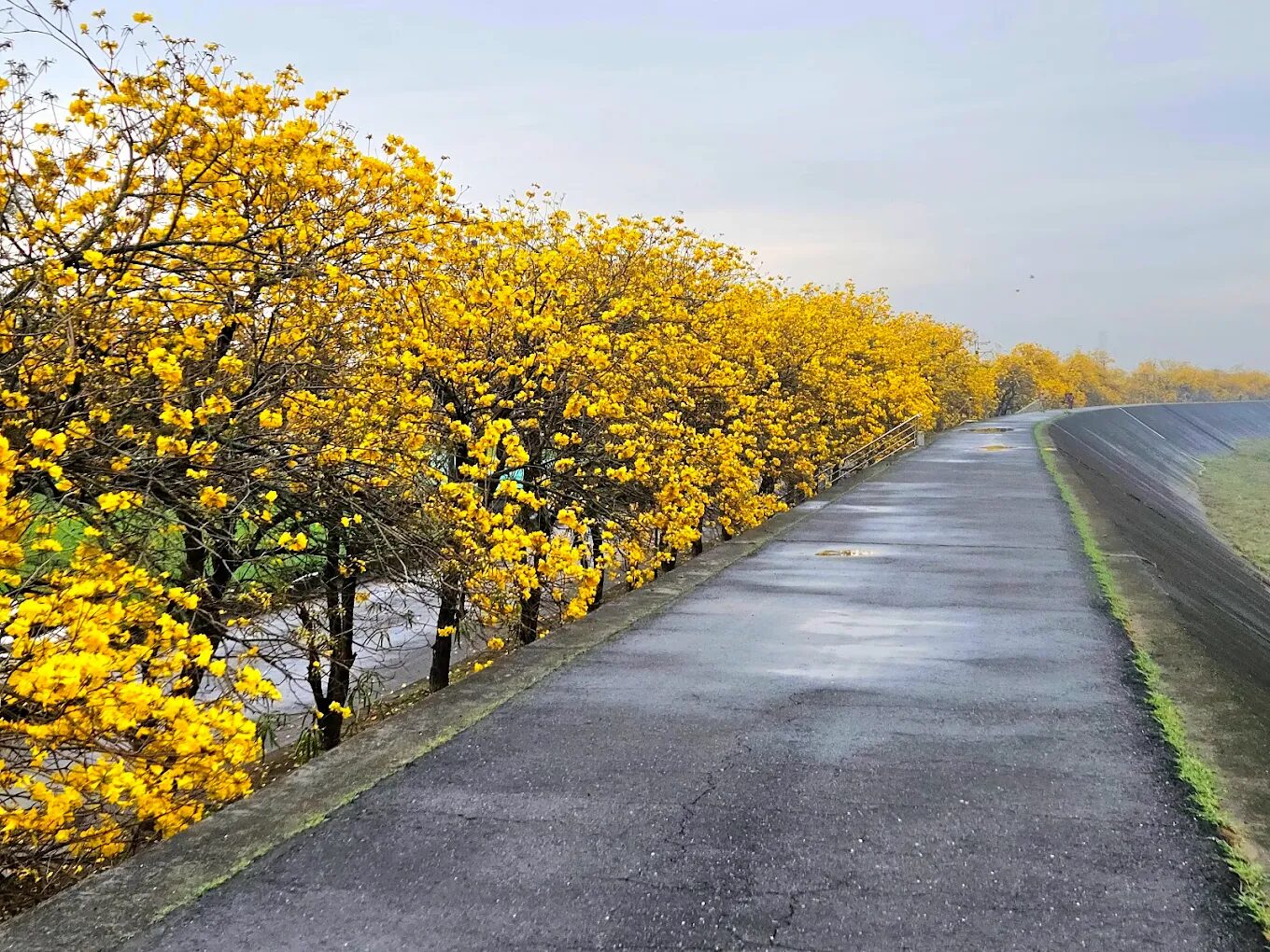 黃金風鈴木賞花攻略｜秋冬旅遊必訪的絕美景點