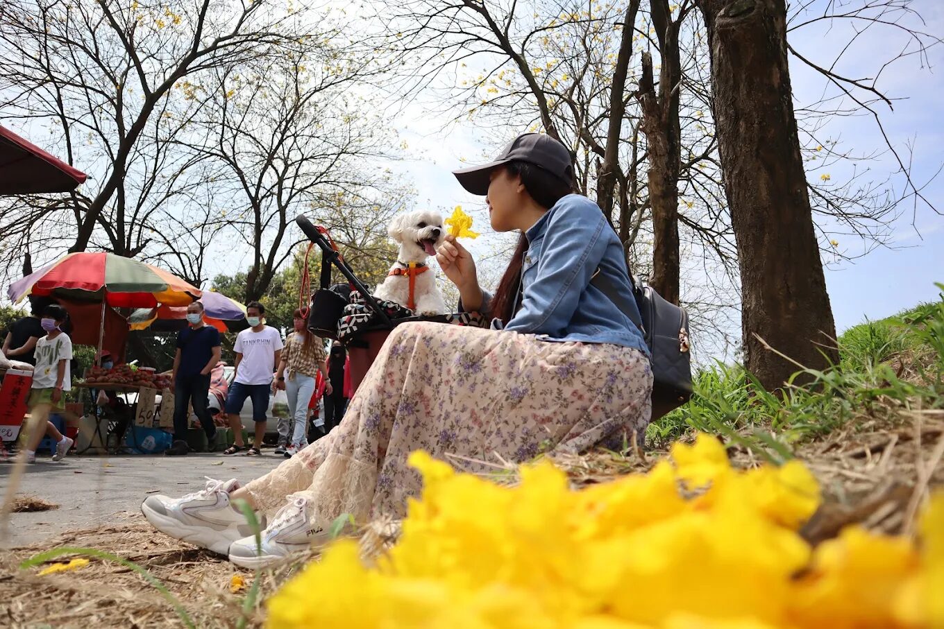 黃金風鈴木賞花攻略｜秋冬旅遊必訪的絕美景點