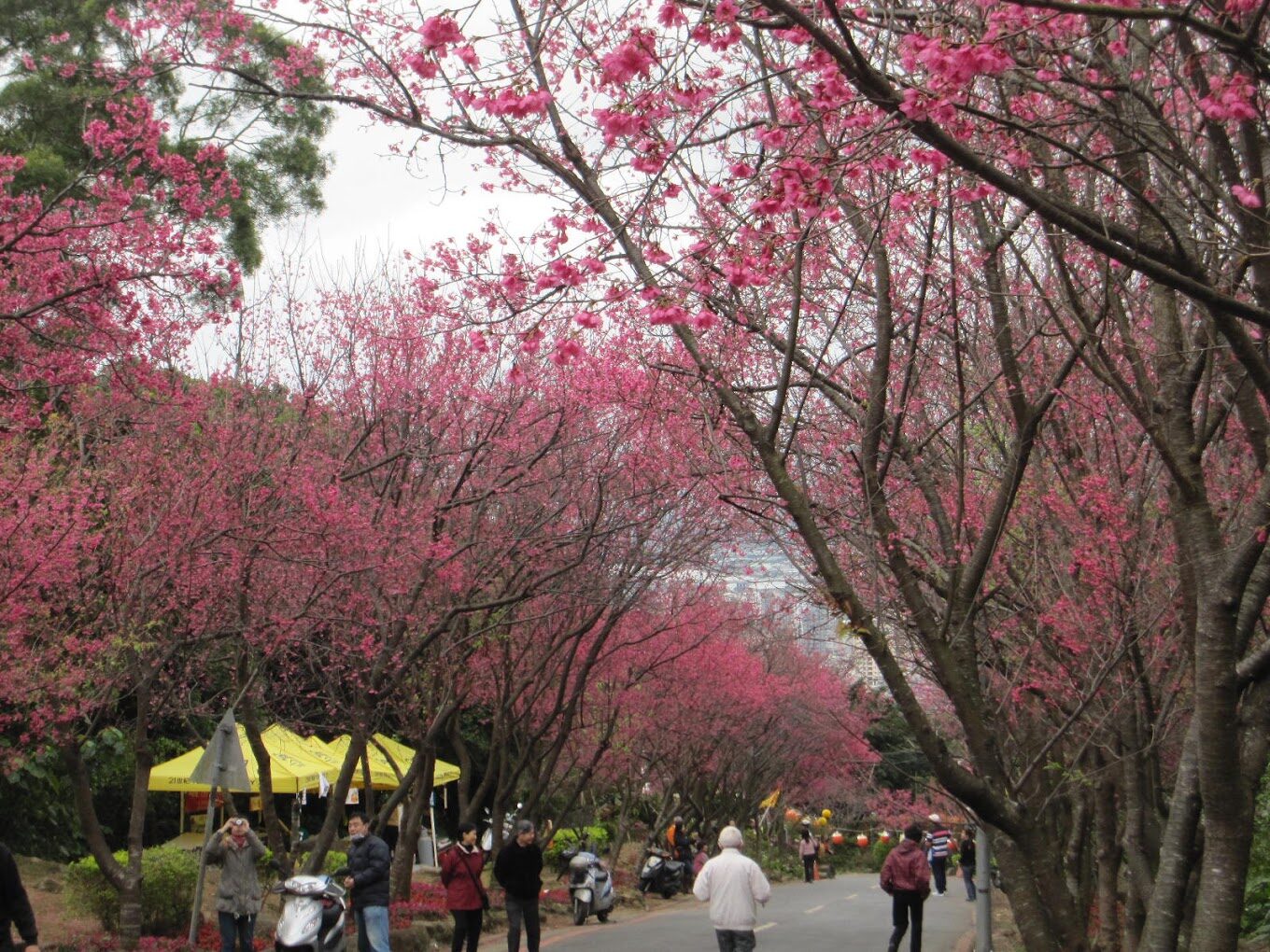 台北北投櫻花隧道，春季限定的粉紅長廊