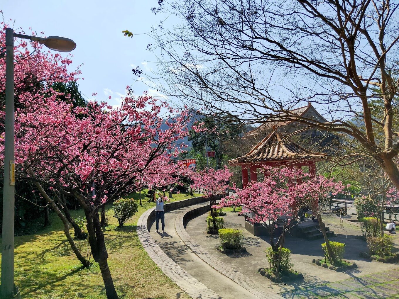 台北市內的原生櫻花區，展現台灣本土櫻花魅力