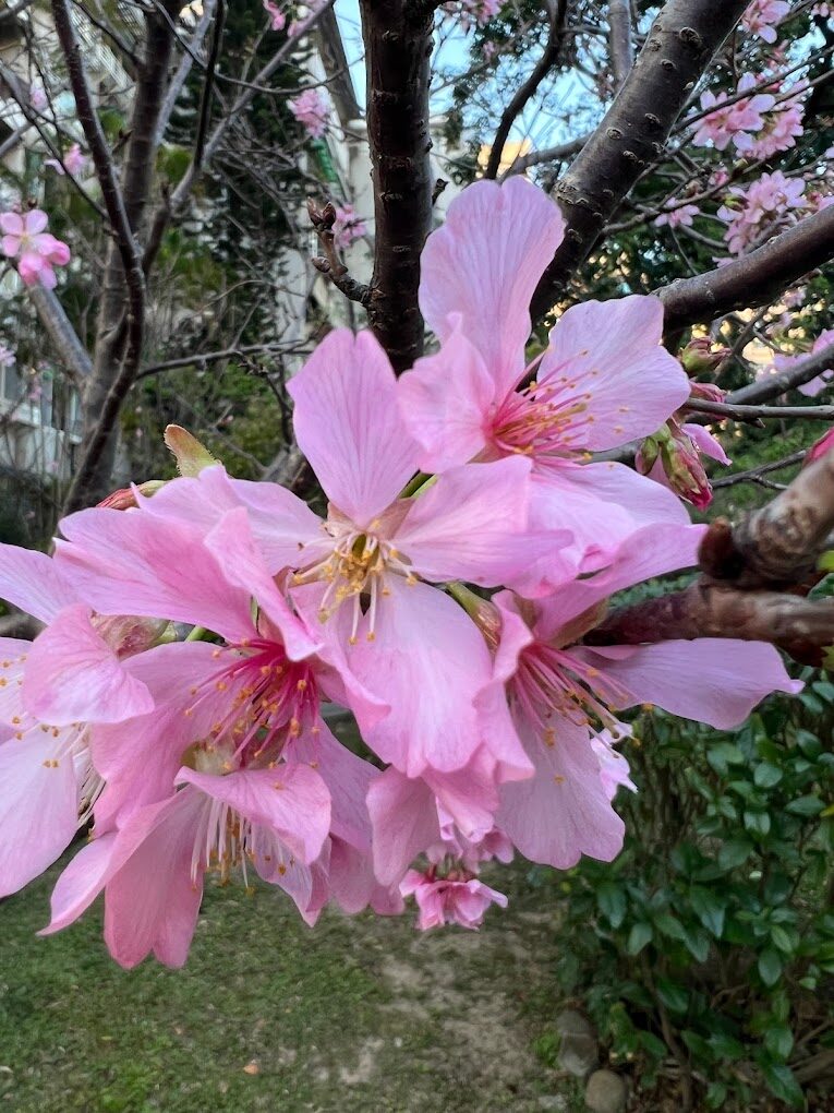 【2025】台北櫻花最佳賞花景點｜絕對不能錯過的熱門地點