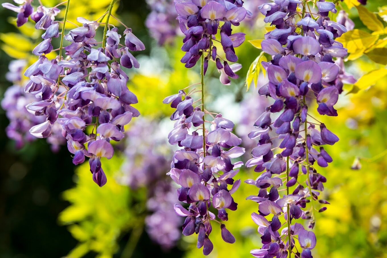 【2025】紫藤花賞景秘境！這些隱藏景點你絕對不能錯過