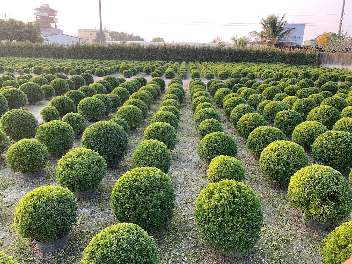 2025彰化必去景點大揭密！避免錯過這隱藏版打卡熱點