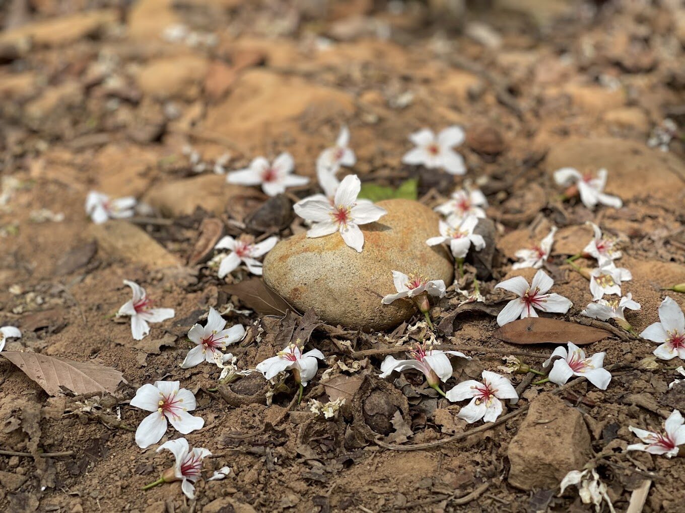 2025苗栗旅遊必去景點｜你絕對不能錯過的秘境！