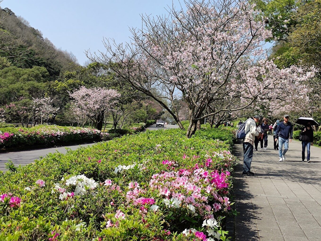 2025年度台灣賞櫻景點推薦，中科崴立櫻花公園盛放景觀