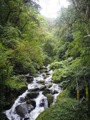 【2025】拉拉山神木，旅遊前你絕對不能忽視的關鍵指南