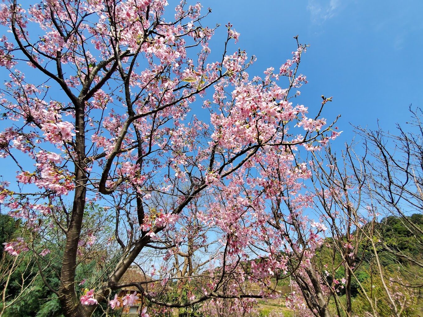 【2025】三芝不可錯過的絕美打卡景點|探訪隱藏秘境