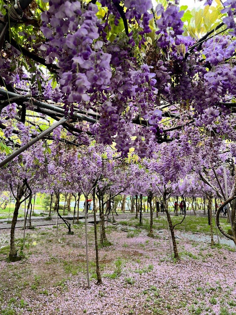 淡水紫藤花園必訪指南｜避開遊客，享受秘境日光