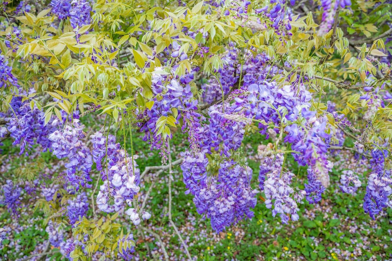 淡水紫藤花園必訪指南|避開遊客,享受秘境日光