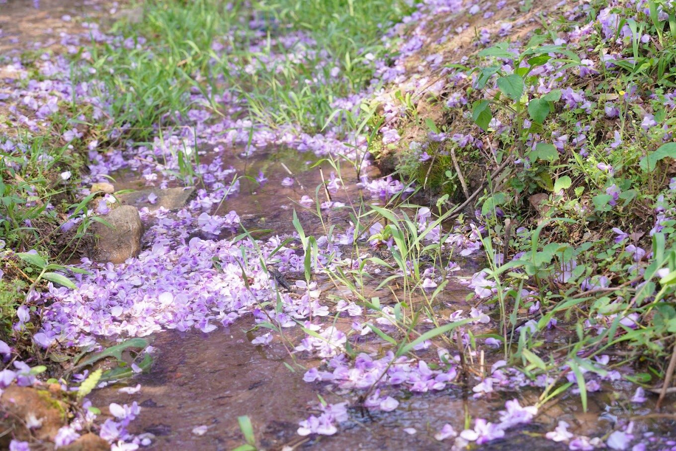 淡水紫藤花園必訪指南|避開遊客,享受秘境日光