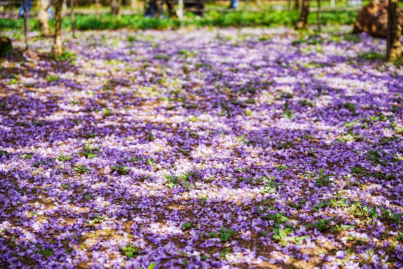 淡水紫藤花園必訪指南｜避開遊客，享受秘境日光