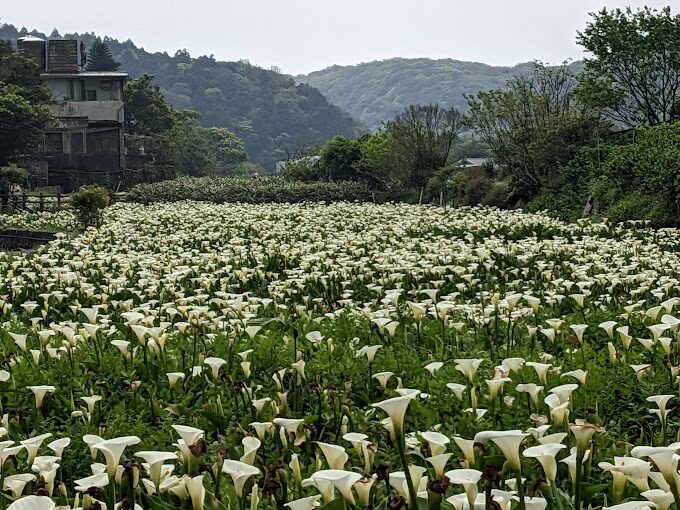 竹子湖必遊景點推薦｜不容錯過的自然美景