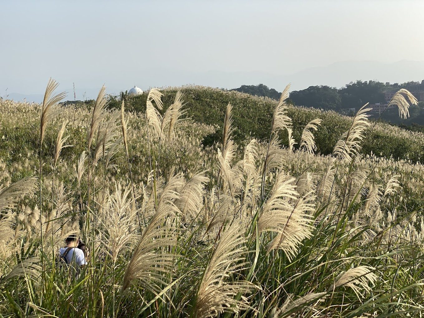 新北景點推薦：探索碧潭、深坑老街與蝴蝶公園的魅力