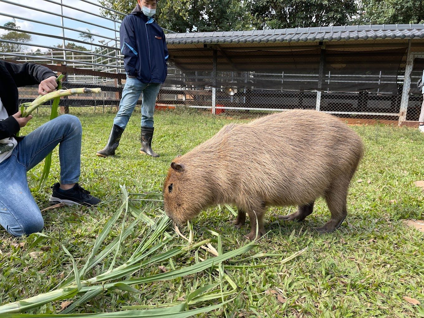 埔心牧場:親子活動的天堂,帶你體驗農場生活的樂趣