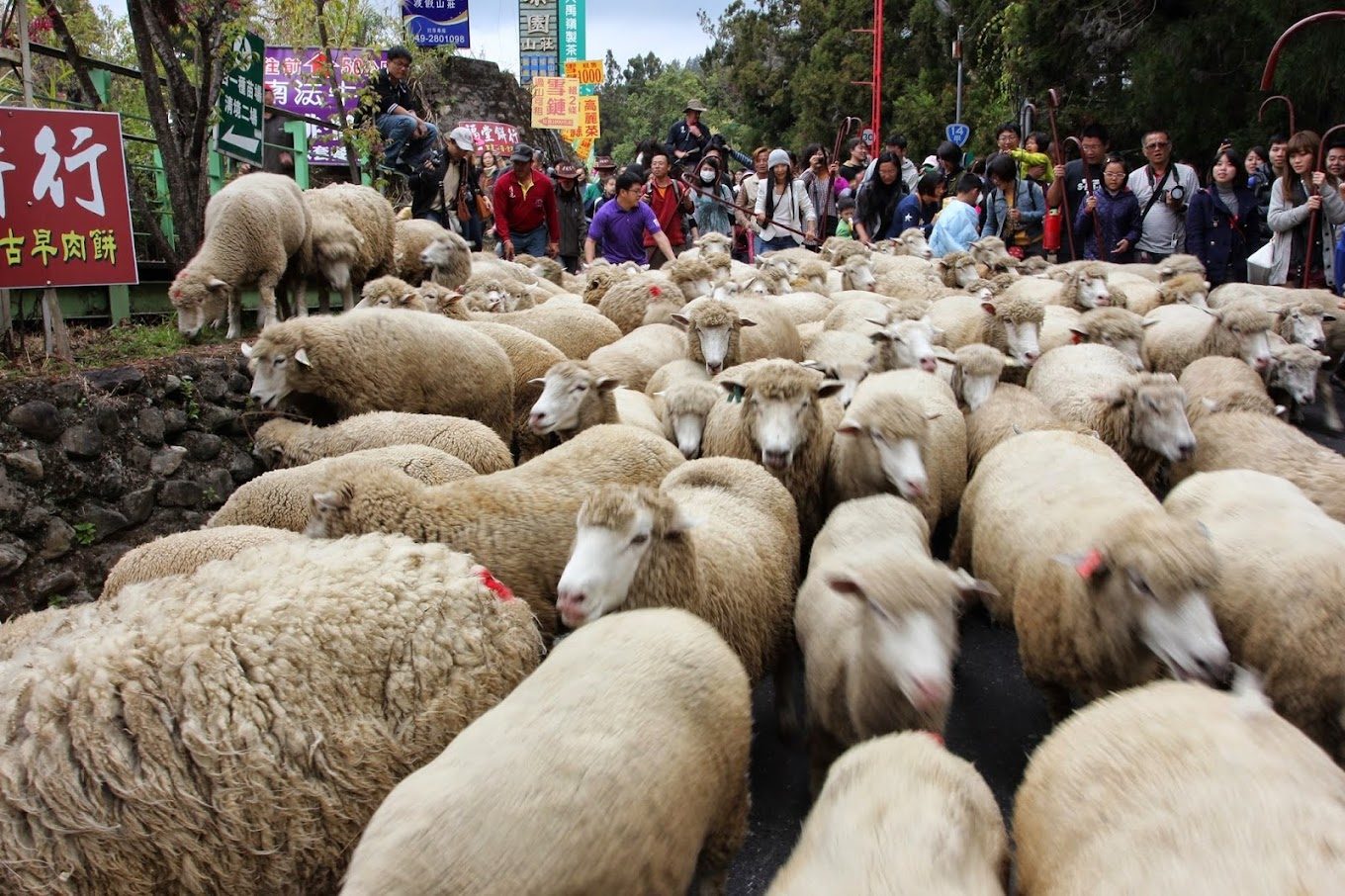 清境農場必去攻略｜2025最新的體驗與避開的遊玩陷阱