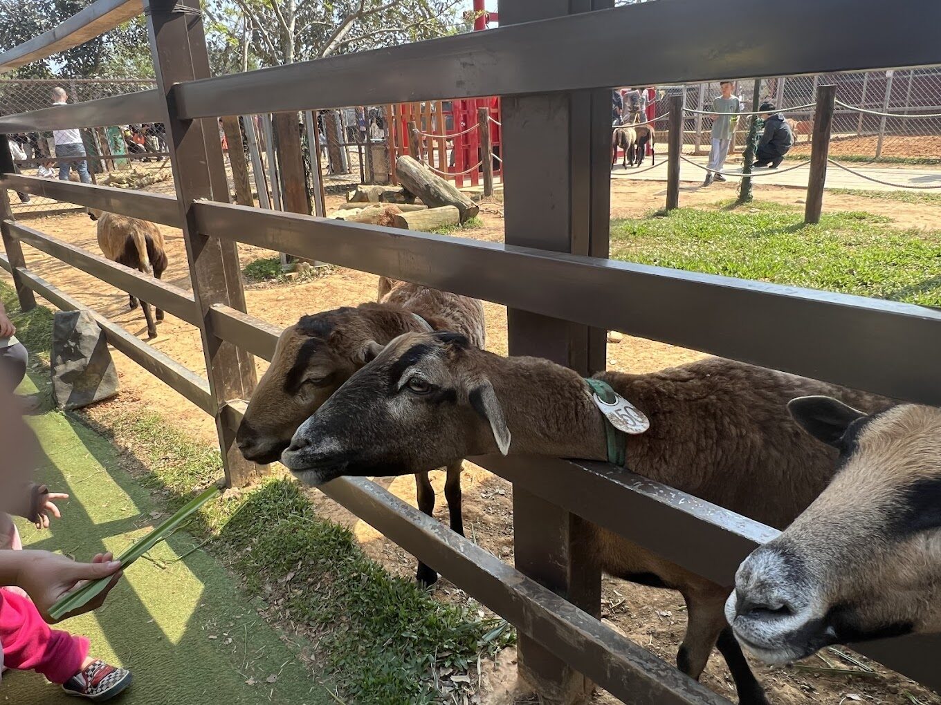 埔心牧場一日遊推薦｜你不能錯過的精彩活動