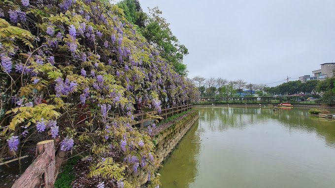 紫藤花景點攻略|輕鬆尋訪熱門賞花地點