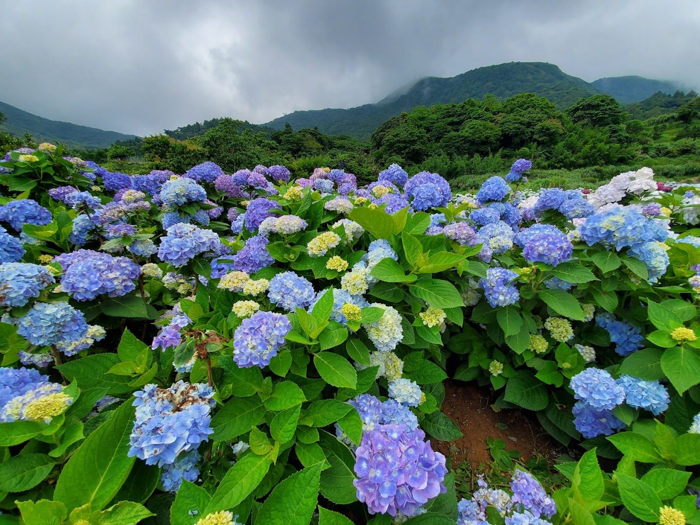 繡球花的美麗秘訣與熱門景點推薦