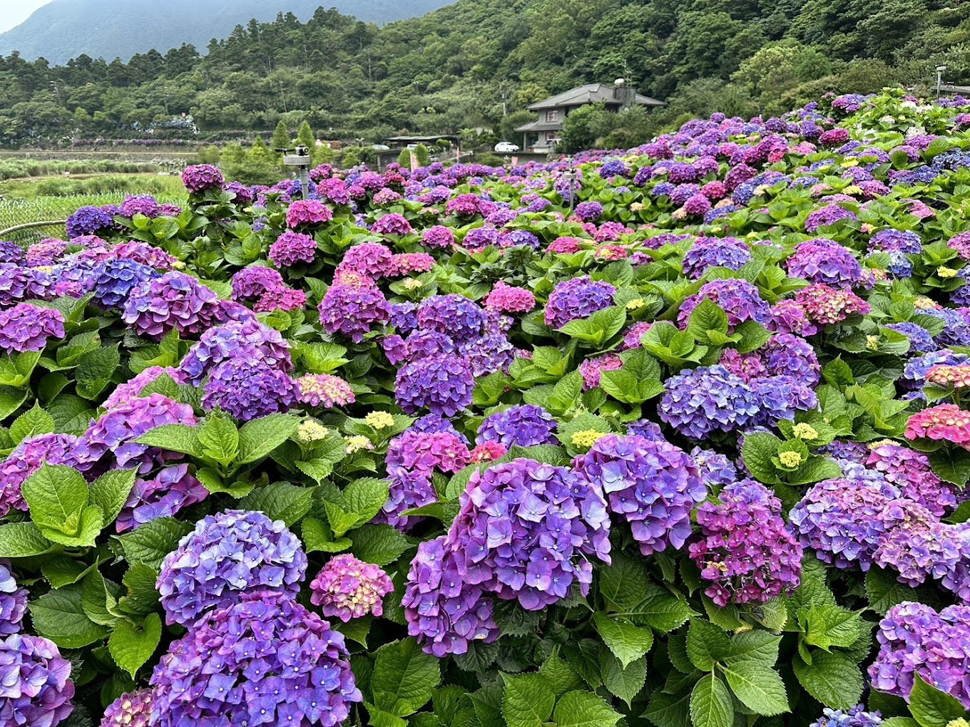 繡球花的美麗秘訣與熱門景點推薦