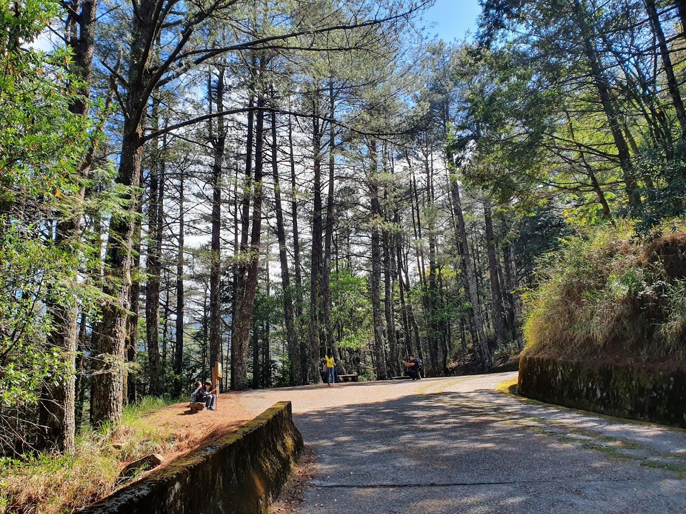 大雪山國家森林遊樂區的必訪景點:提升你的旅行體驗!