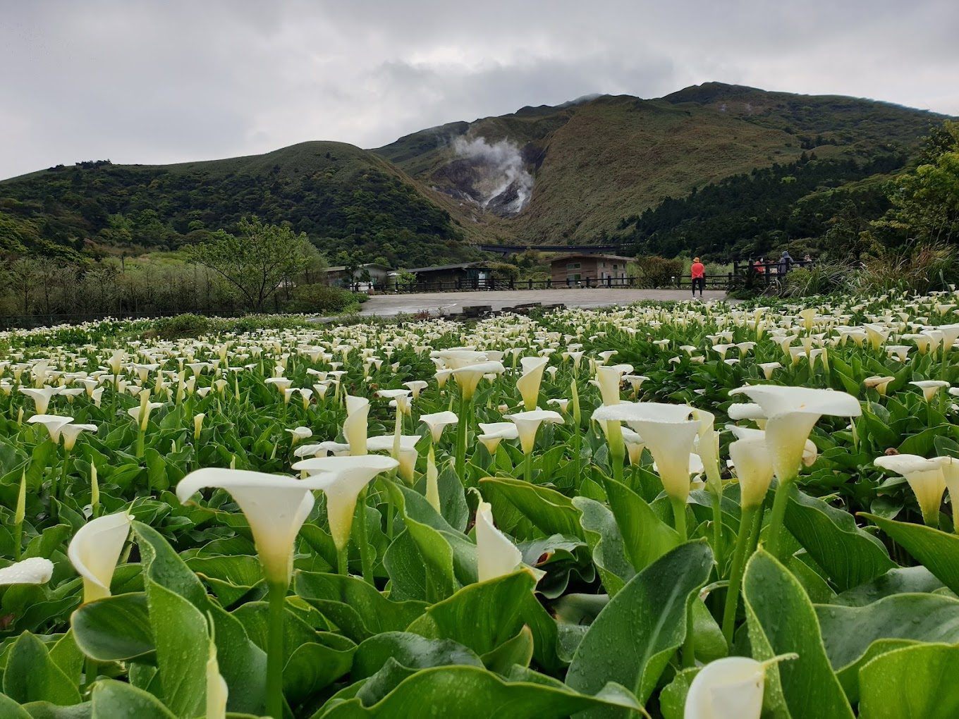 探索竹子湖的魅力：最佳旅遊指南與美食推薦