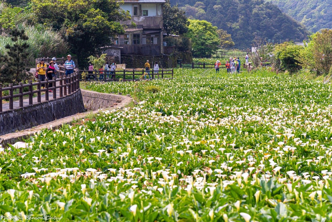探索竹子湖的魅力：最佳旅遊指南與美食推薦