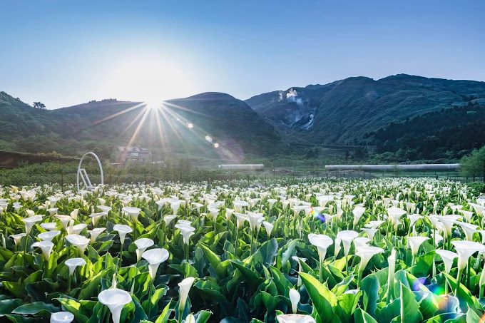 探索竹子湖的魅力：最佳旅遊指南與美食推薦