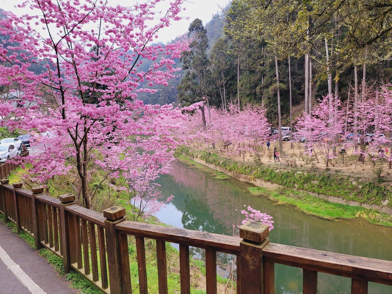 杉林溪：最佳的森林遊樂區探索指南