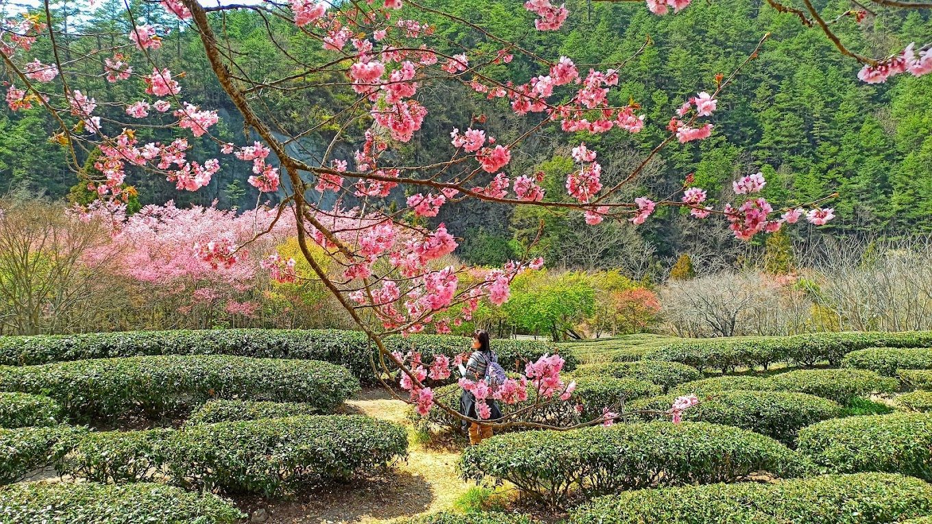 武陵農場的美麗與魅力：不容錯過的旅遊指南