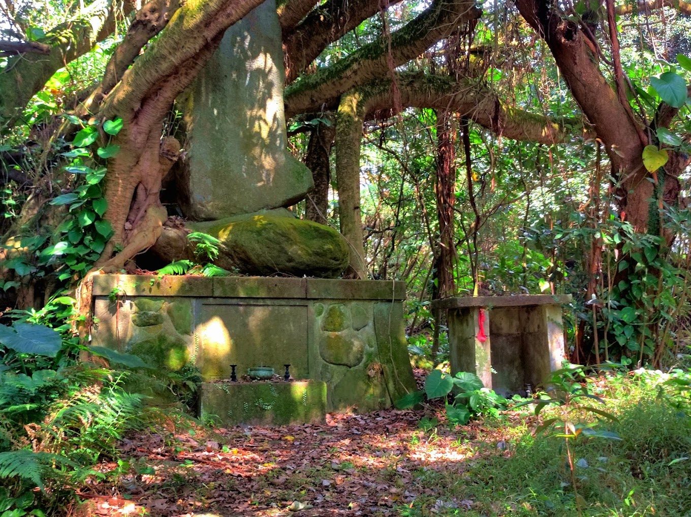 陽明山國家公園：探索台灣的自然寶藏與美食去處