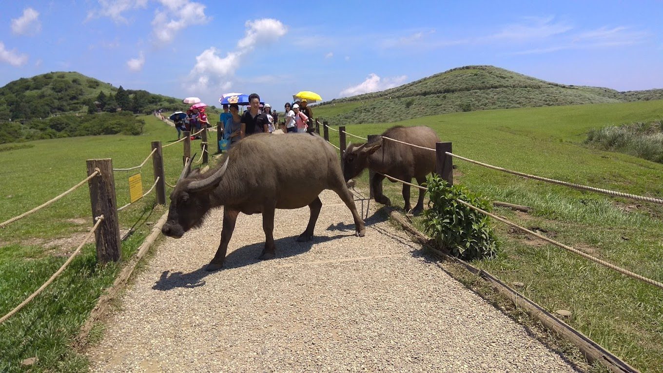 擎天崗:探索台北的自然美景與健行秘境