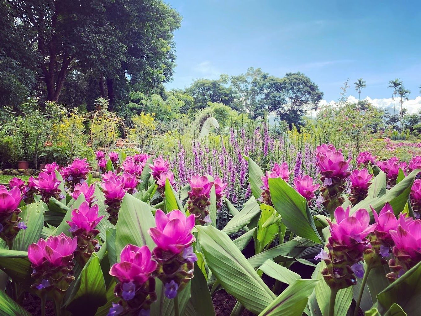 花露農場的魅力：探索繡球花季的奇幻世界