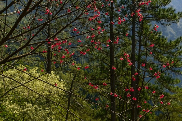 觀霧山莊-霧社櫻王｜回顧最美的櫻花季節與壯麗景觀