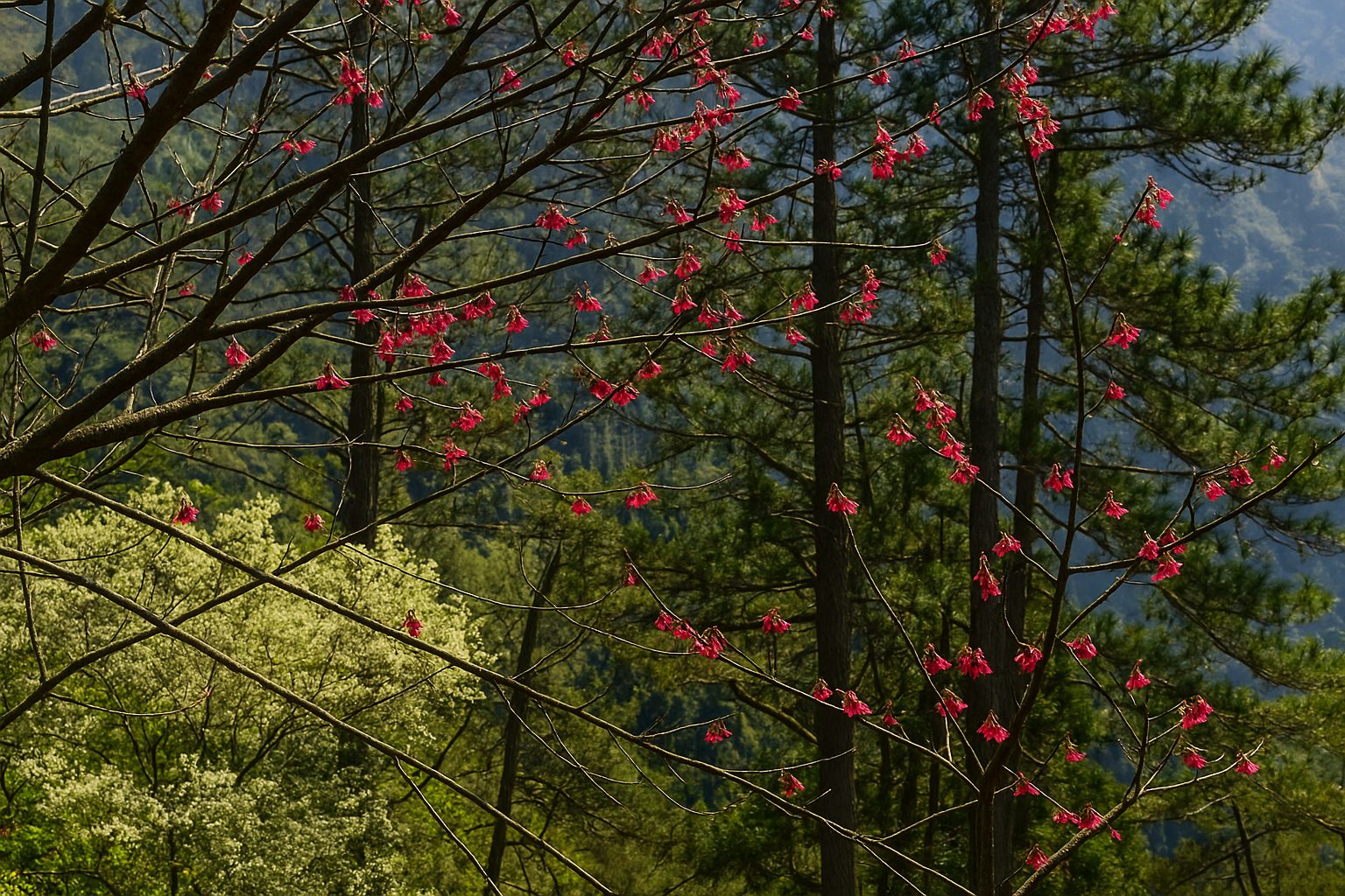 觀霧山莊-霧社櫻王｜回顧最美的櫻花季節與壯麗景觀