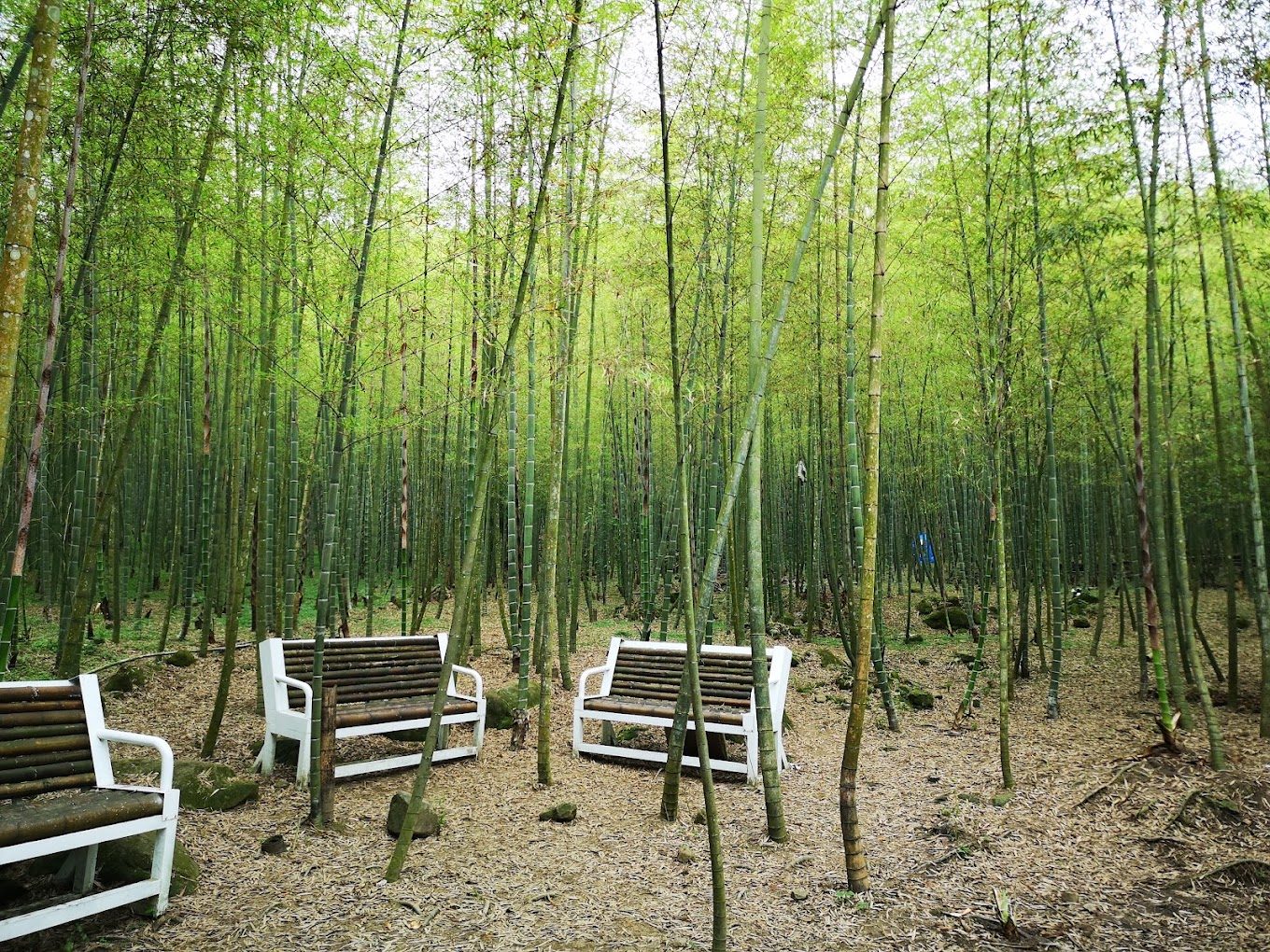 南投私房景點：探訪自然與文化的秘境