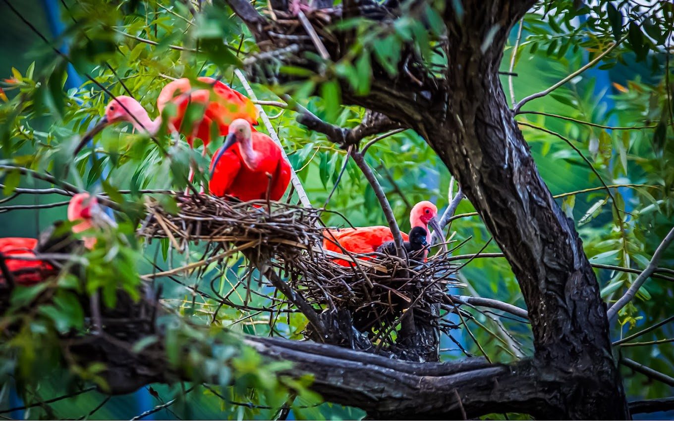 九九峰動物園:探索動物的魅力與趣味
