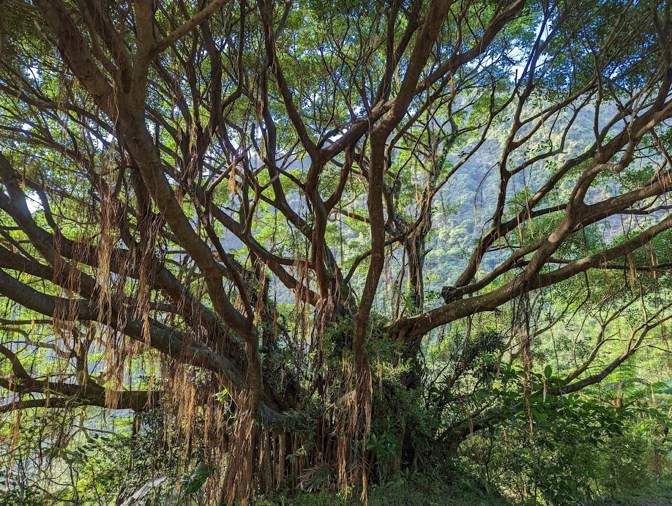草嶺古道的魅力：體驗自然之美與歷史文化