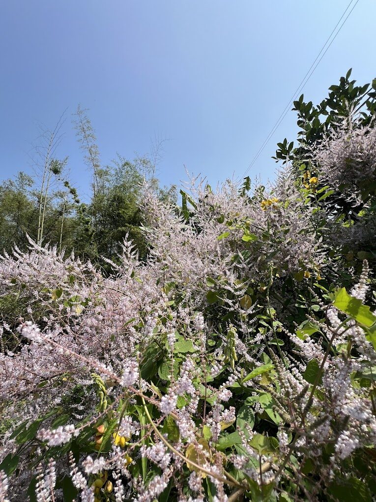 雲林草嶺福德宮旁盛開的粉紫麝香木花海