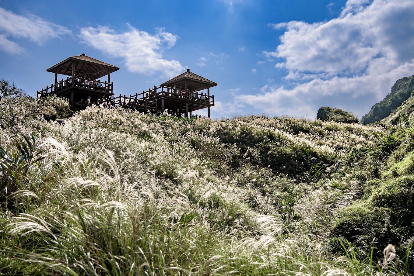 草嶺古道的魅力：體驗自然之美與歷史文化