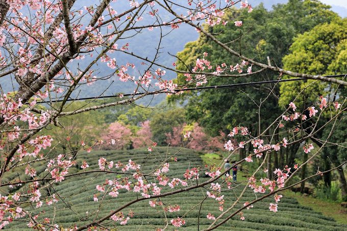 禾煦熊空休閒農場：探索美麗環境與特色飲品的完美體驗