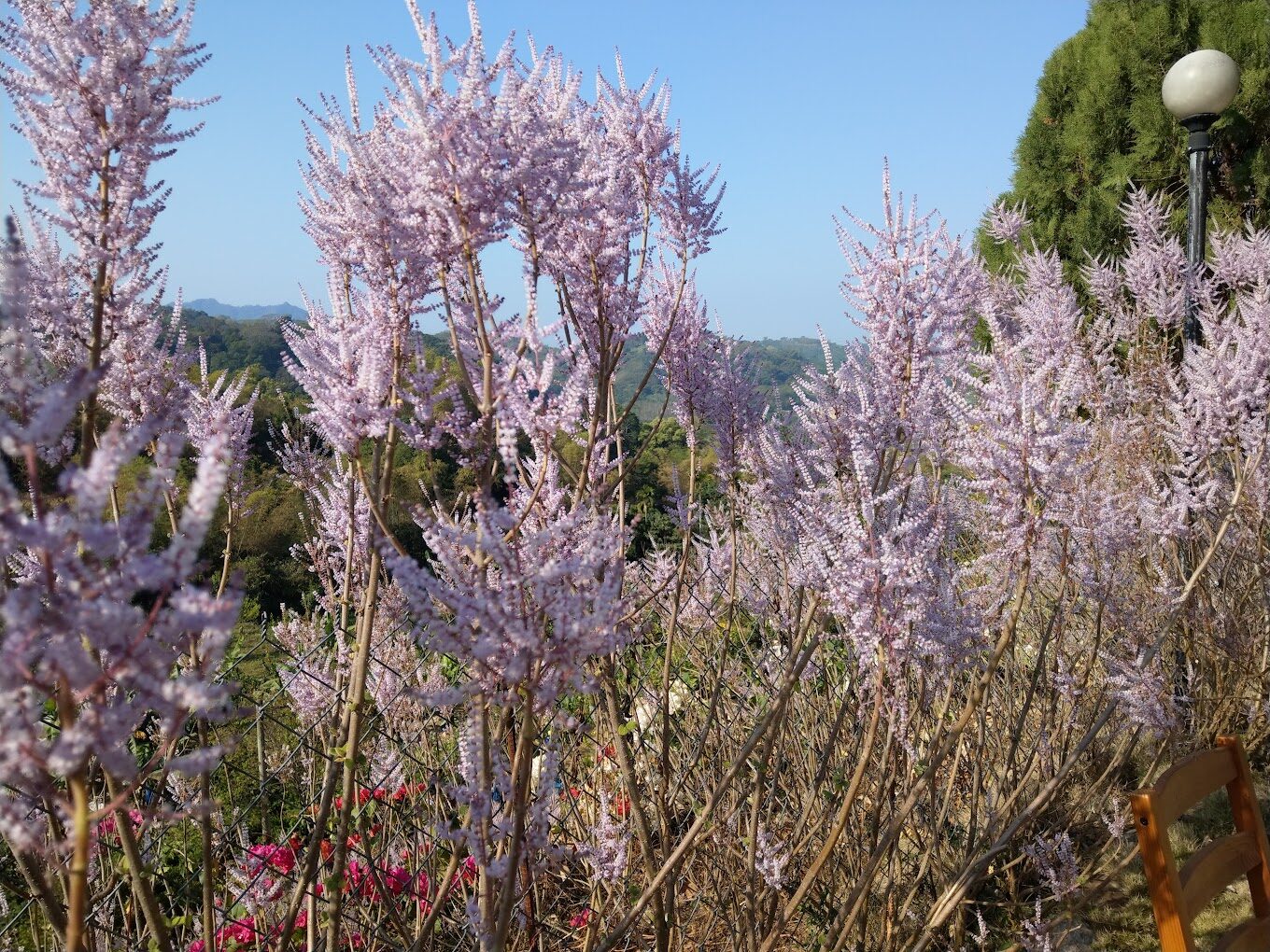 瑰蜜甜心玫瑰園廣闊的粉紅山丘美景