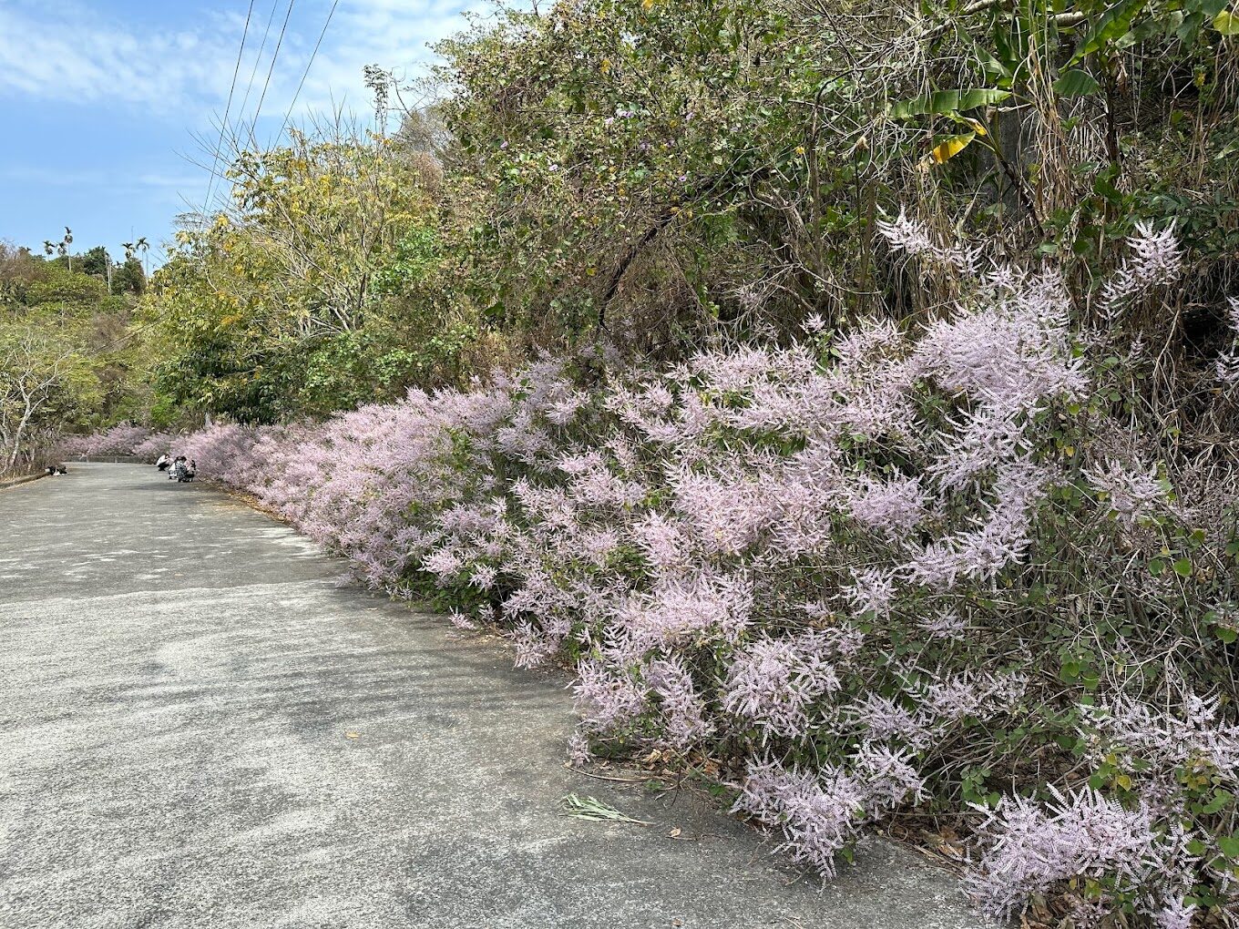 南投鹿谷清水溝溪旁的粉紫色麝香木步道